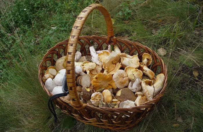 Champignons sauvages